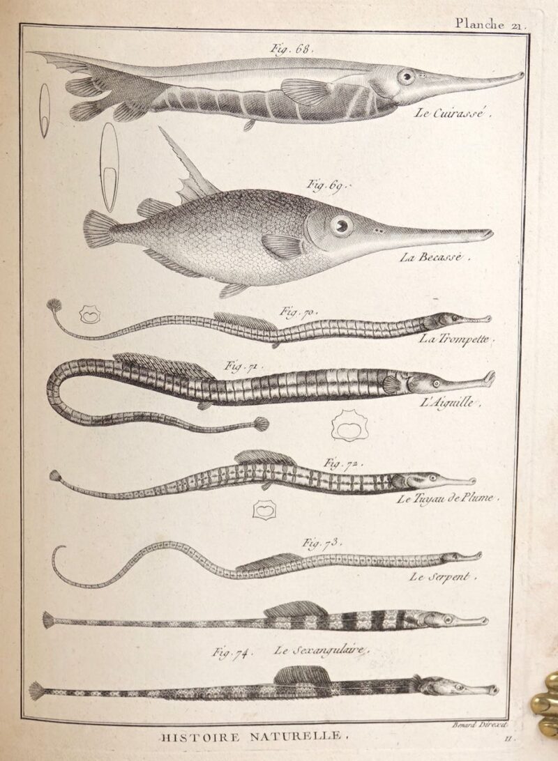 Tableau encyclopédique et méthodique des trois règnes de la nature. Ichtyologie. Dédié et présenté à M. Necker