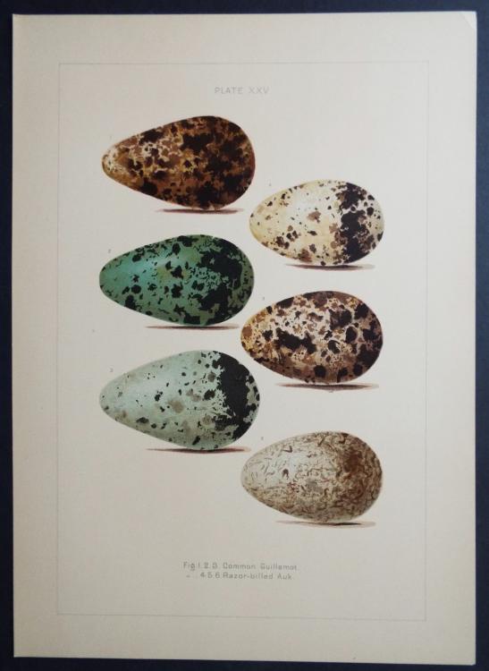 Oölogy of New England: A Description of the Eggs