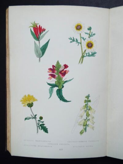 The Botanic Garden. Ed: J.C.Niven.