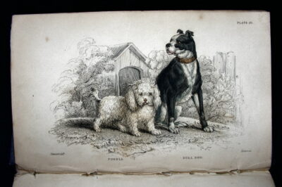 Dogs.) Mammalia.Canidae. Volume 2 (Volume X of Mammalia).