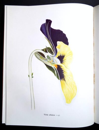 Types of Floral Mechanism A Selection of Diagrams and Descriptions of Common Flowers. Part 1