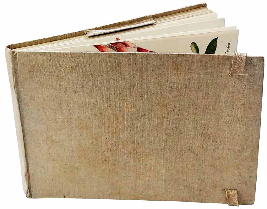Album of Watercolour Albums: South Africa Botanicals.
