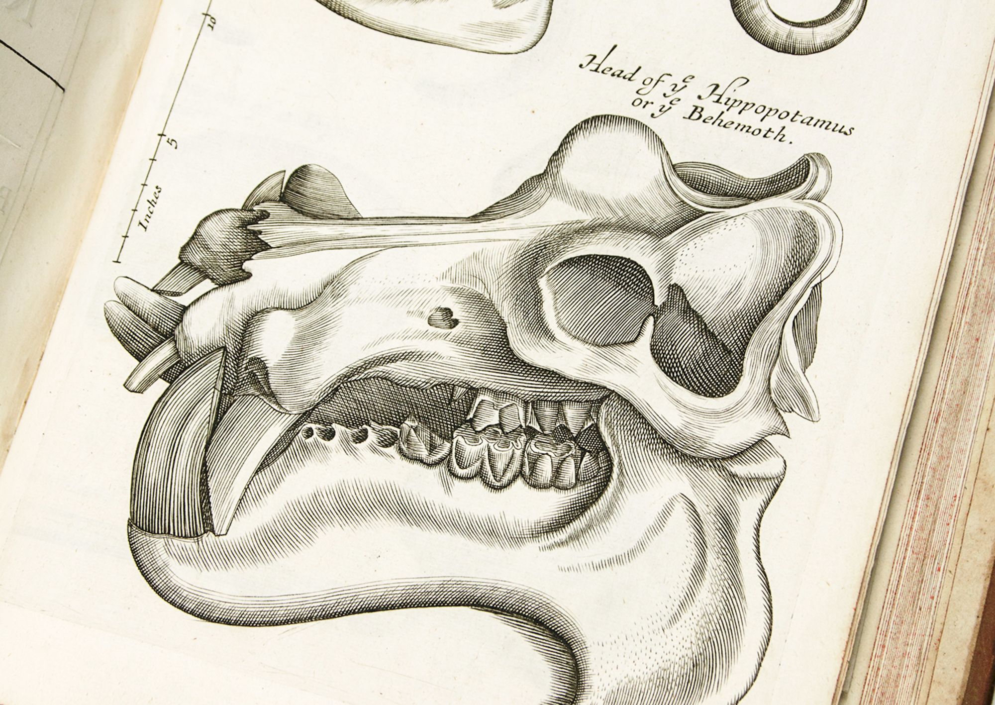 Musaeum Regalis Societatis or a Catalogue & Description Of the Natural and Artificial Rarities Belonging to the Royal Society and preserved at Gresham Colledge. Made By Nehemiah Grew M. D. Fellow of the Royal Society